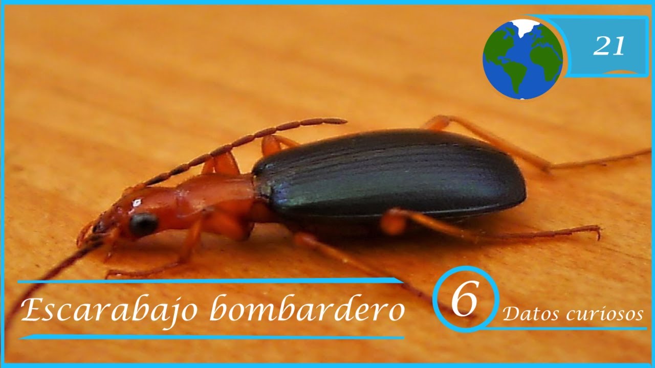 ESCARABAJO BOMBARDERO - 6 DATOS curiosos-