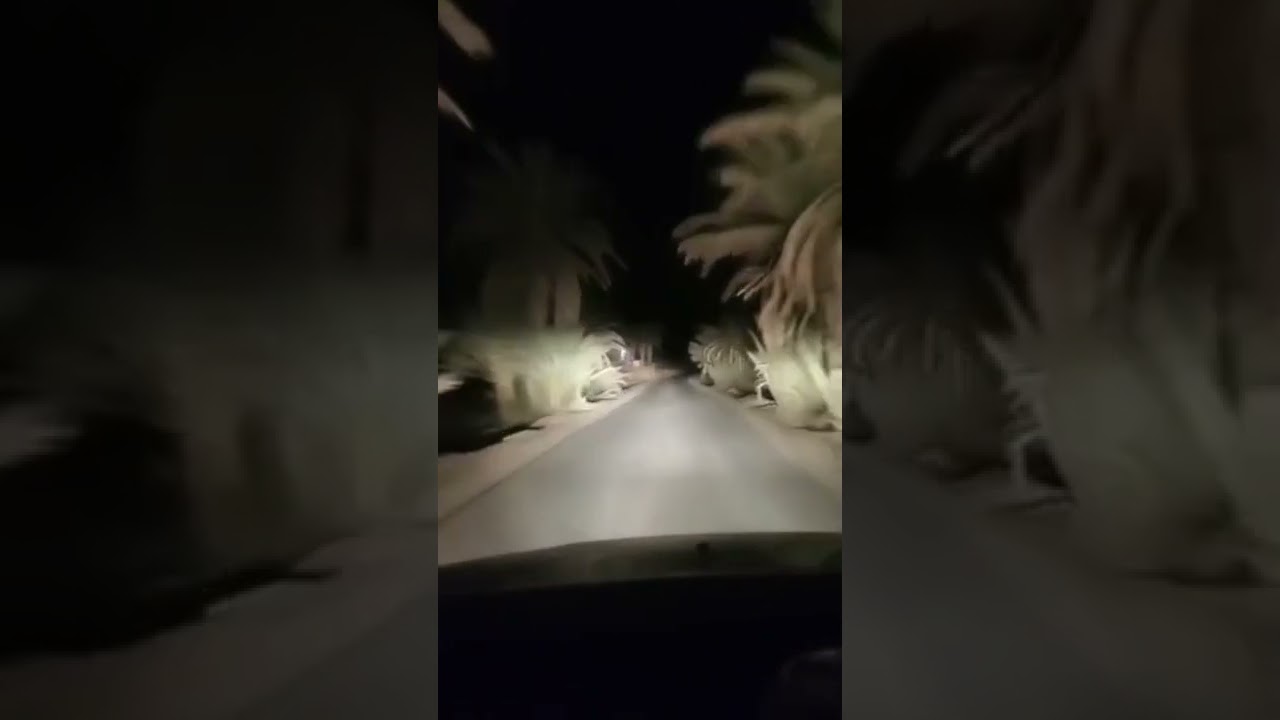 فن الرسمة زاكورة على طريق دواوير زاكورة