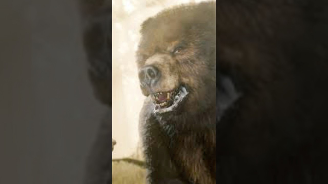 Localiza&ccedil;&atilde;o de Urso no Big Valley  #reddeadredemption2