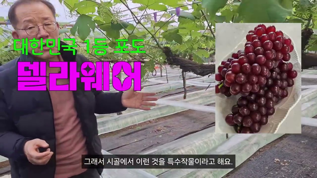 대한민국 1등 포도 델라웨어 재배현장 Delaware, Korea's No. 1 grape