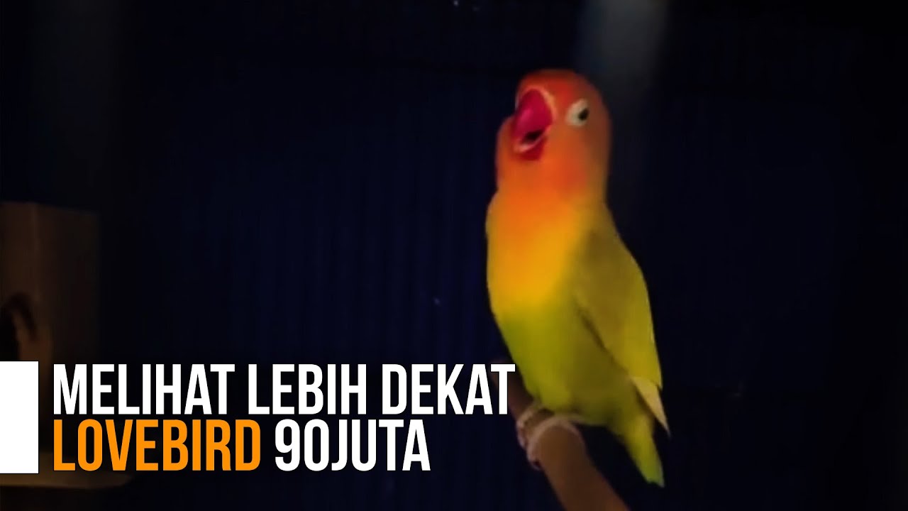LOVE BIRD 90 JUTA SAMPIT LIHAT BUNYI DEKAT