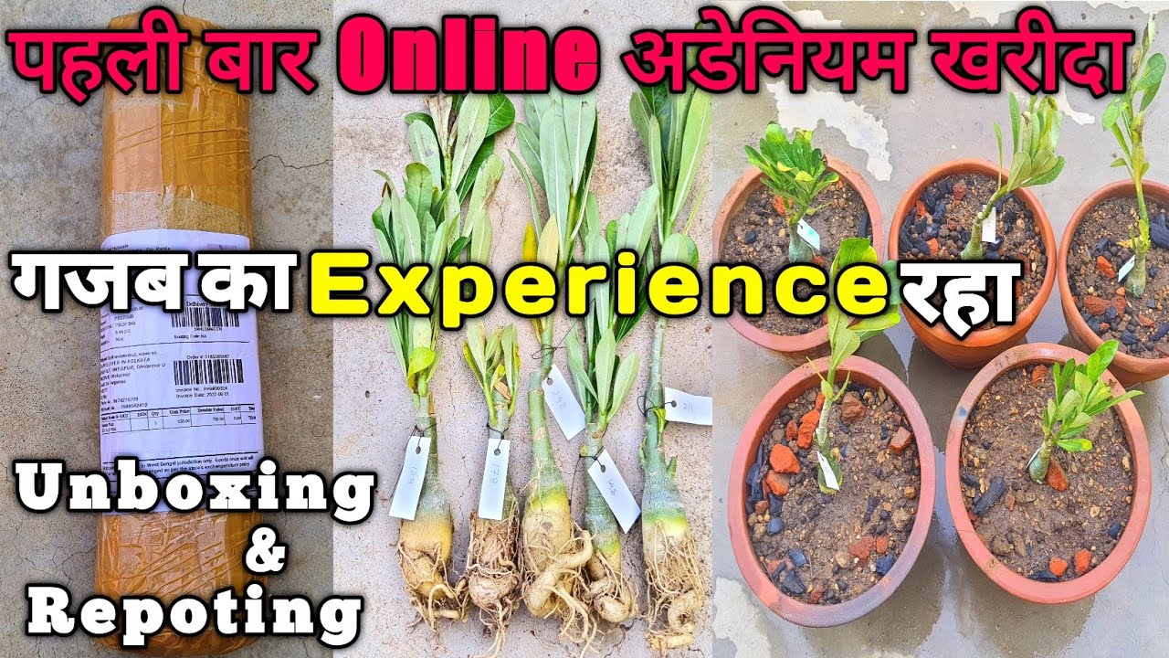 Online Adenium को ऐसे Soil में करे repot |How to repot Adenium | Adenium plant, Unboxing & Repoting|