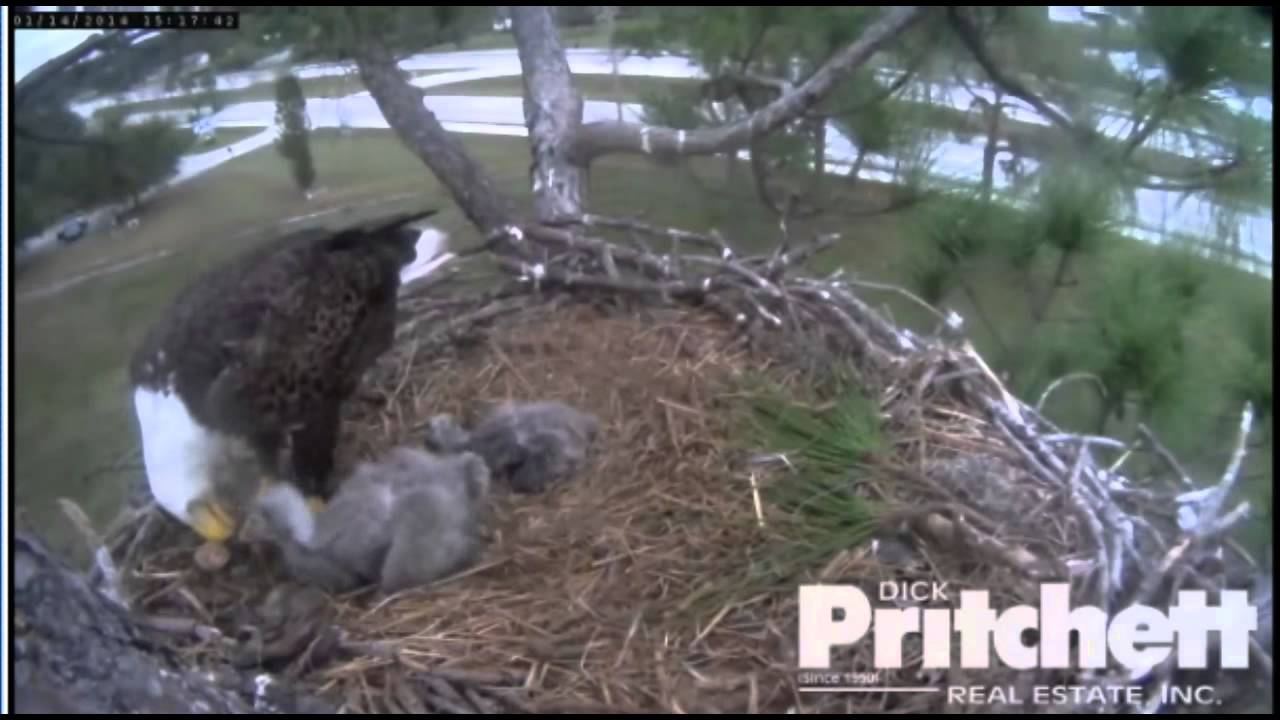 1 /14/14  SWFLEC 3:08 pm E3 eating