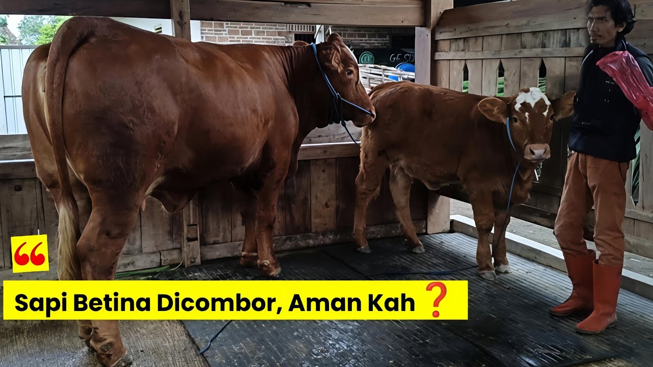 PEMERIKSAAN KEBUNTING SAPI || JANGAN DICOMBOR Nanti Sapi Mu Jadi Bagus‼️