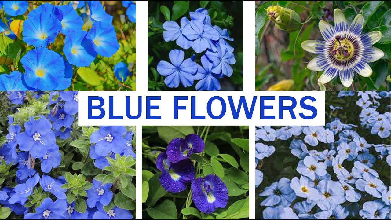 Best Blue Flowering Plants, Best Permanent/Perennial Blue Flowers.