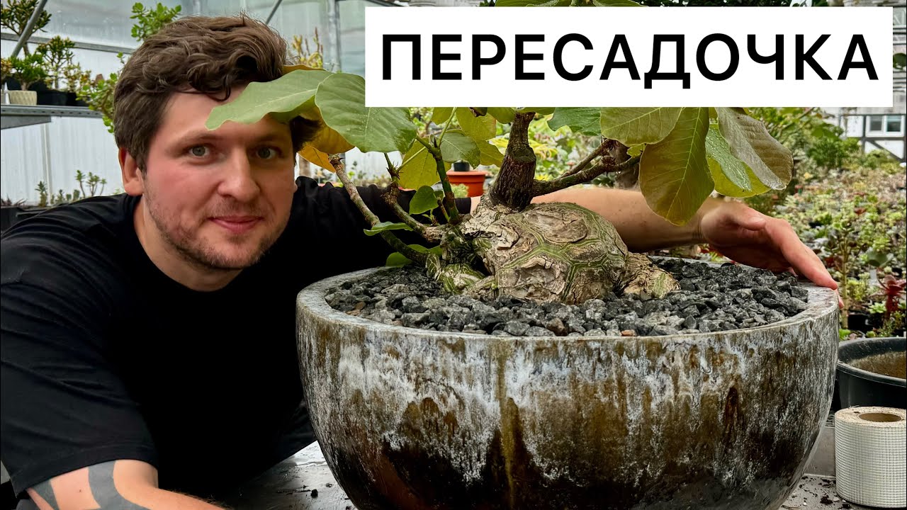 ПЕРЕСАДКА ФИКУСОВ ПАЛМЕРА И БАОБАБА / КАУДЕКС / ГЕОРГИЙ АРИСТОВ