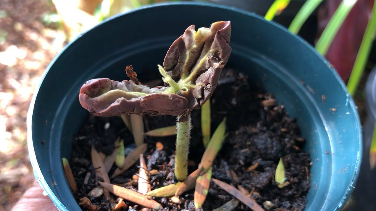 Growing CACAO = THEOBROMA CACAO (seed-small tree) 
