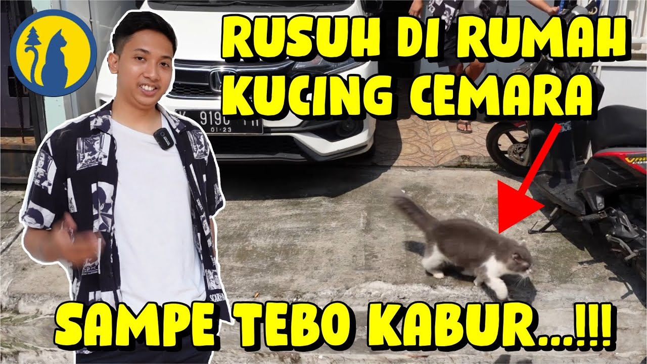 GREBEK KUCING CEMARA🌲 TERNYATA.......