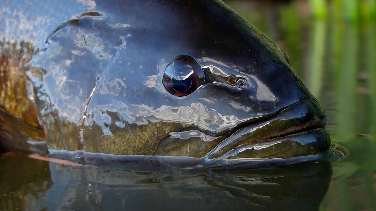 This Desert Ditch Is Loaded with Monster Smallmouth