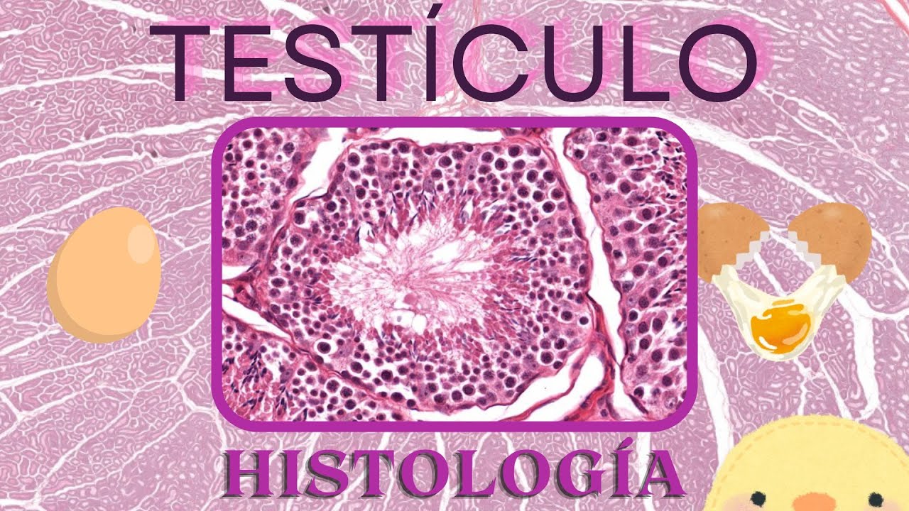 Histología de Testículo