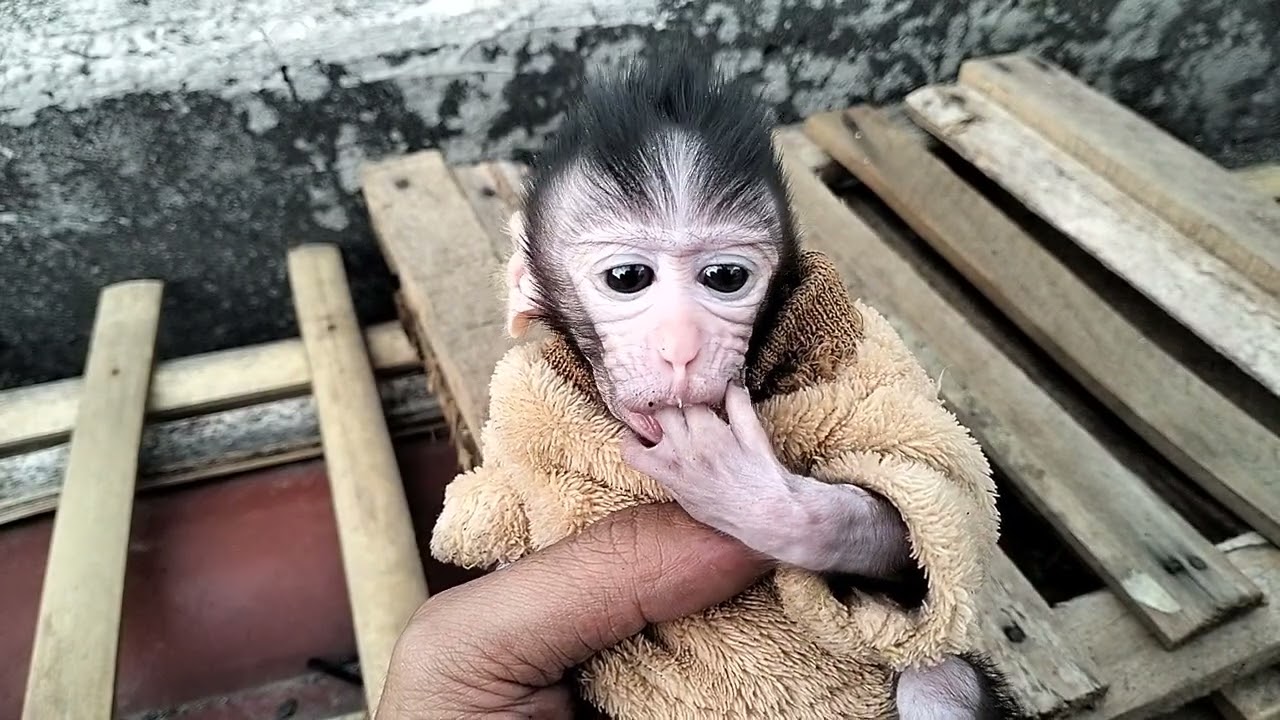 Memberi Makan baby monpai monkey.