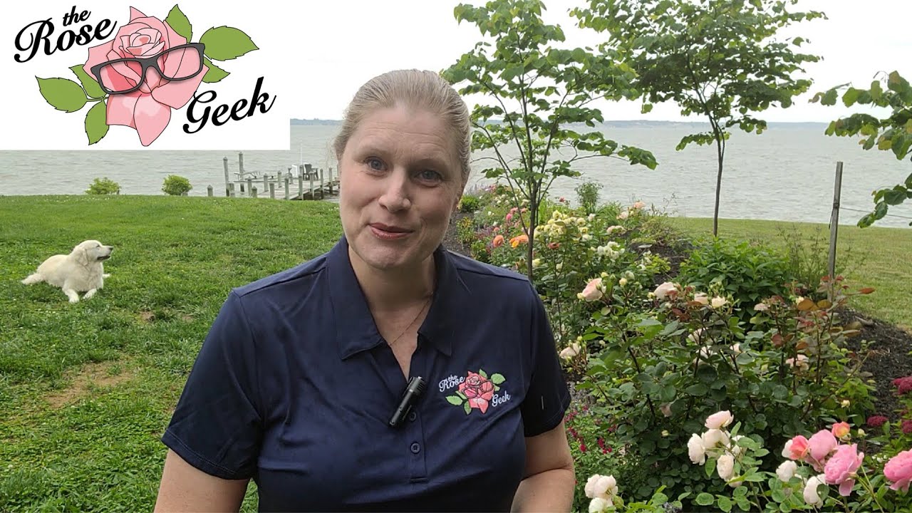 🌹 The Rose Geek: Organic Rose Gardening Tips, Vendors, Pests, Diseases and Tours of 900 Roses