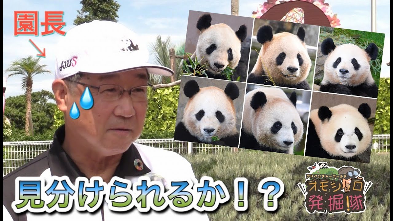 パンダ６頭の見分け方 講座あり。園長はパンダを見分けられるか！？／オモシロ発掘隊　#1