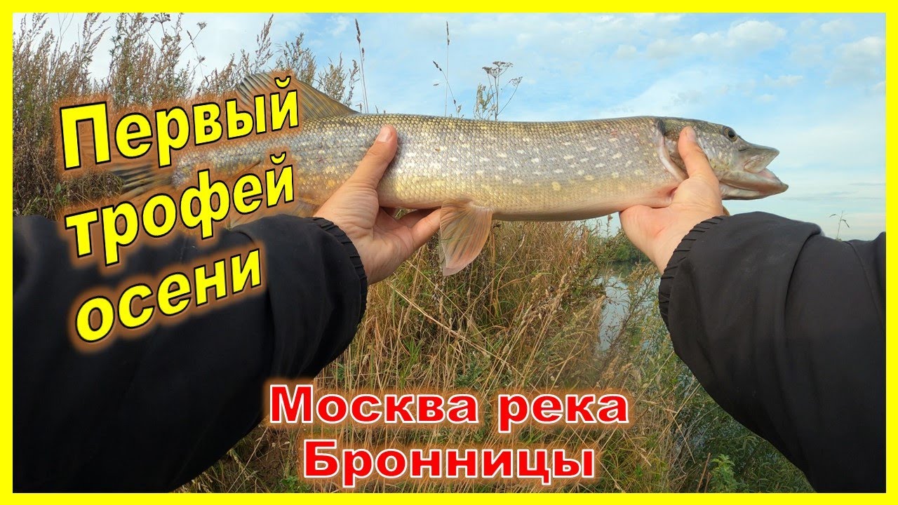 Первый трофей осени  Щука на джиг  Москва река  Бронницы