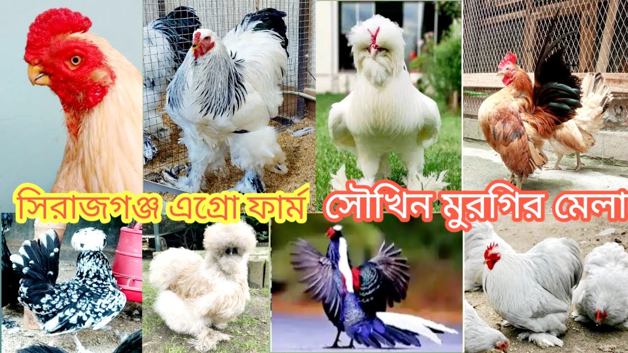 বিরল প্রজাতির ১০টি বিদেশি #সৌখিন মুরগির খামার, fancy farm in Bangladesh, Sirajganj ullapara