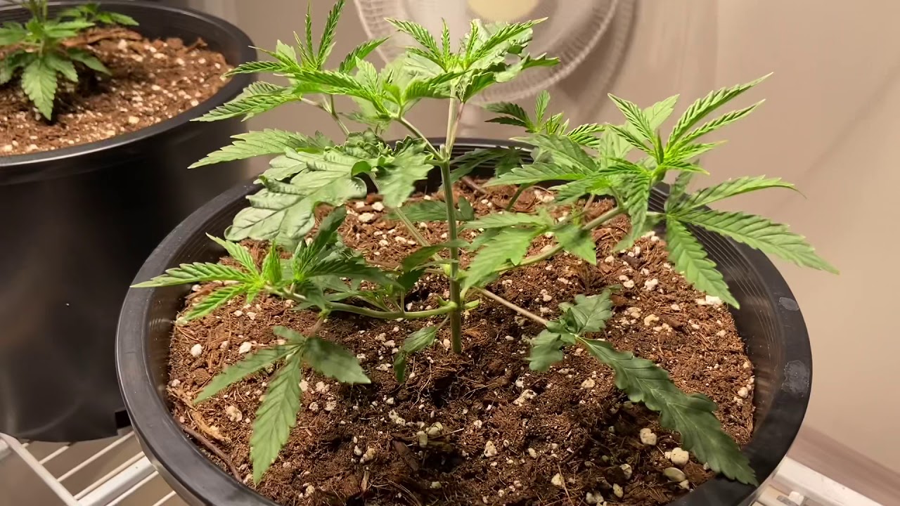 Day 25 Veg: Growing CBD cannabis