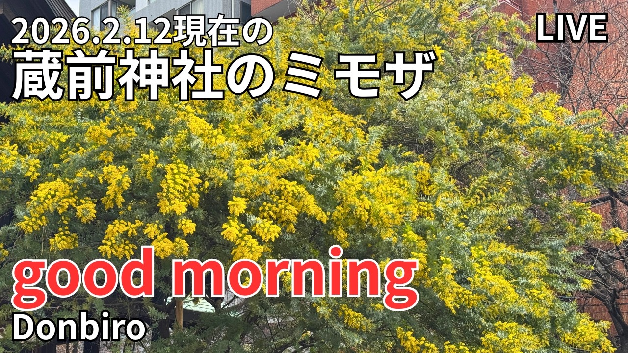 [出勤ライブ]スカイツリーから、浅草寺、蔵前神社まで歩く✨[Work Live] Walk from Skytree to Sensoji Temple and Kuramae Shrine✨