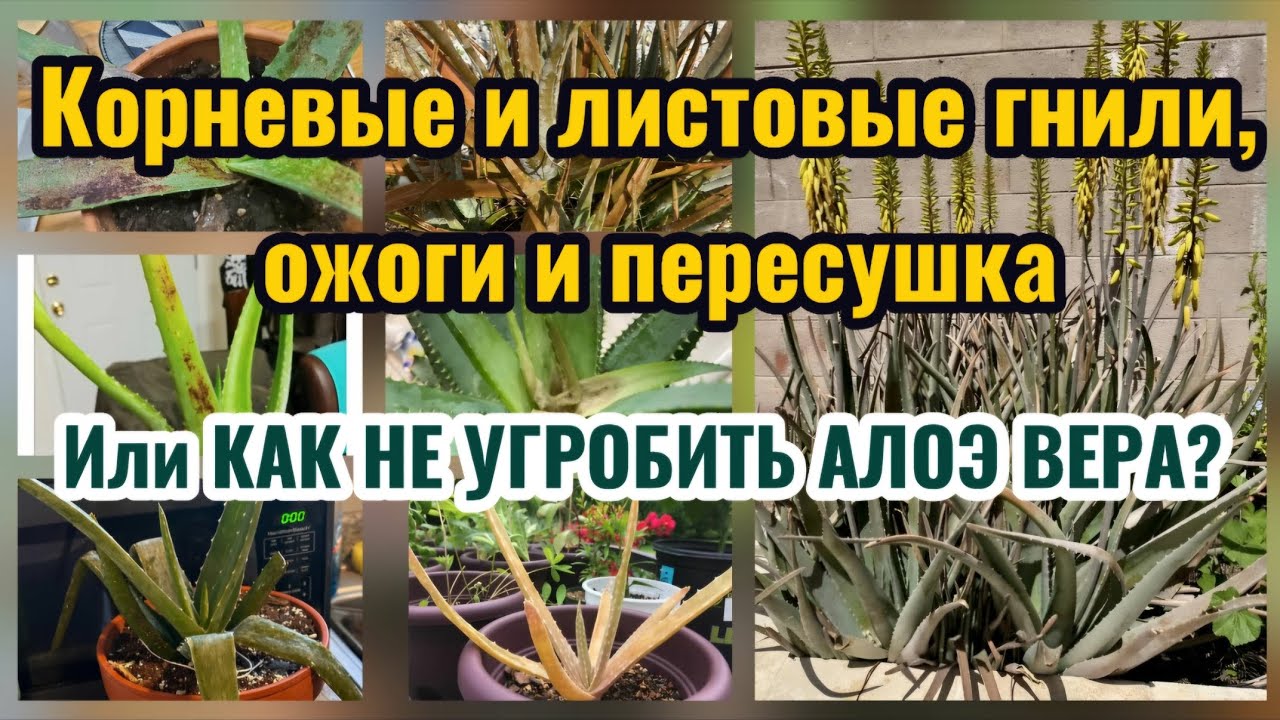Проблемы АЛОЭ ВЕРА при нарушении агротехники, ухода и полива. ГНИЛИ, ОЖОГИ и ПЕРЕСУШКА 16.12.25г.