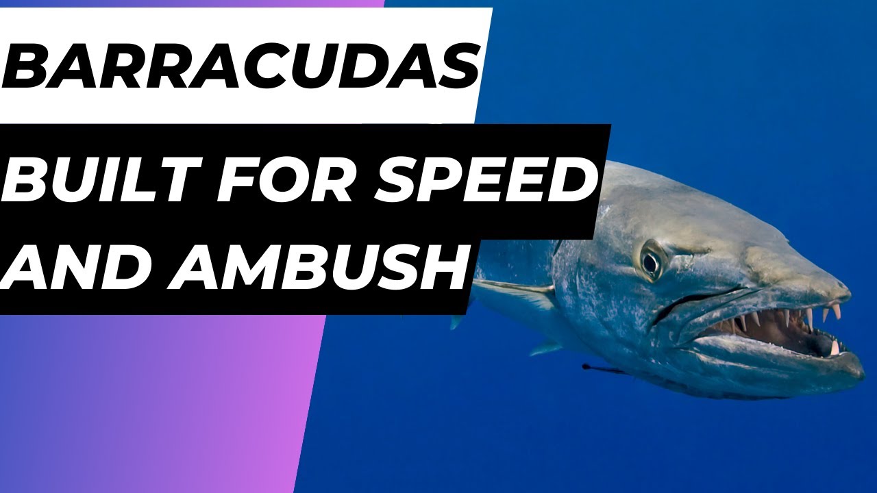 Barracudas: Ocean Speedsters and Apex Ambush Predators