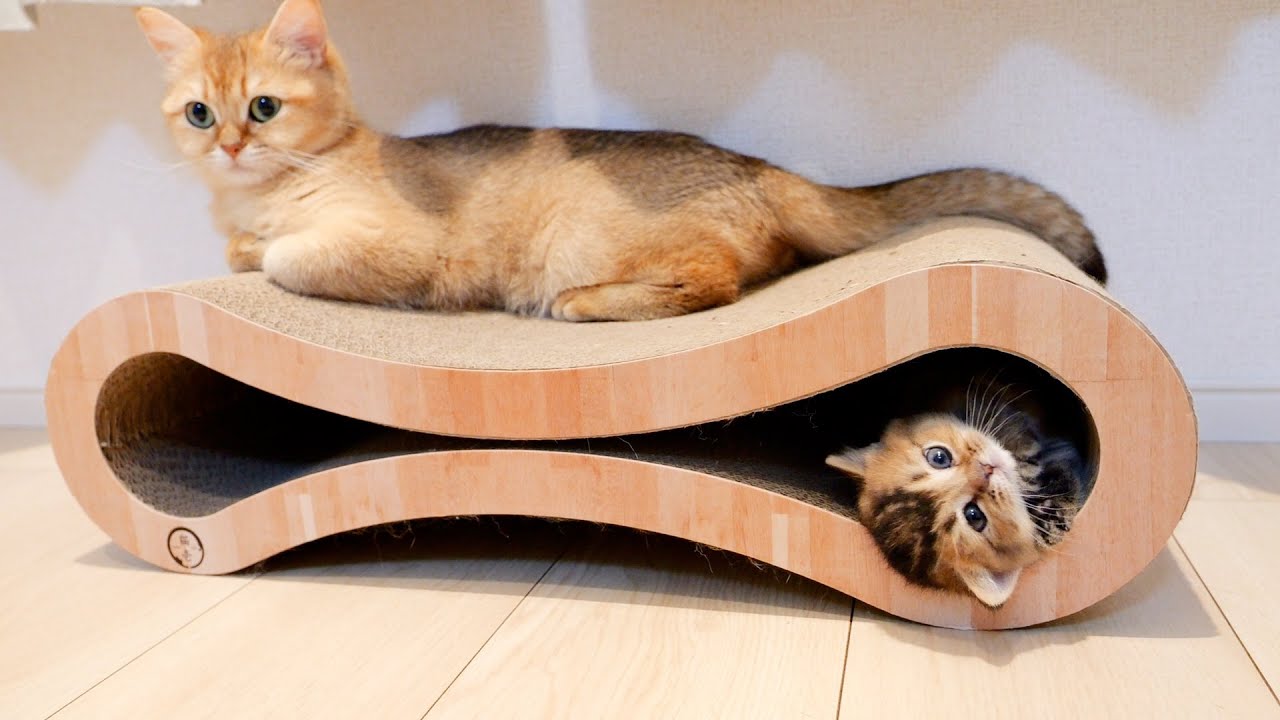 Battle between a kitten who never wants to go out and a mother cat