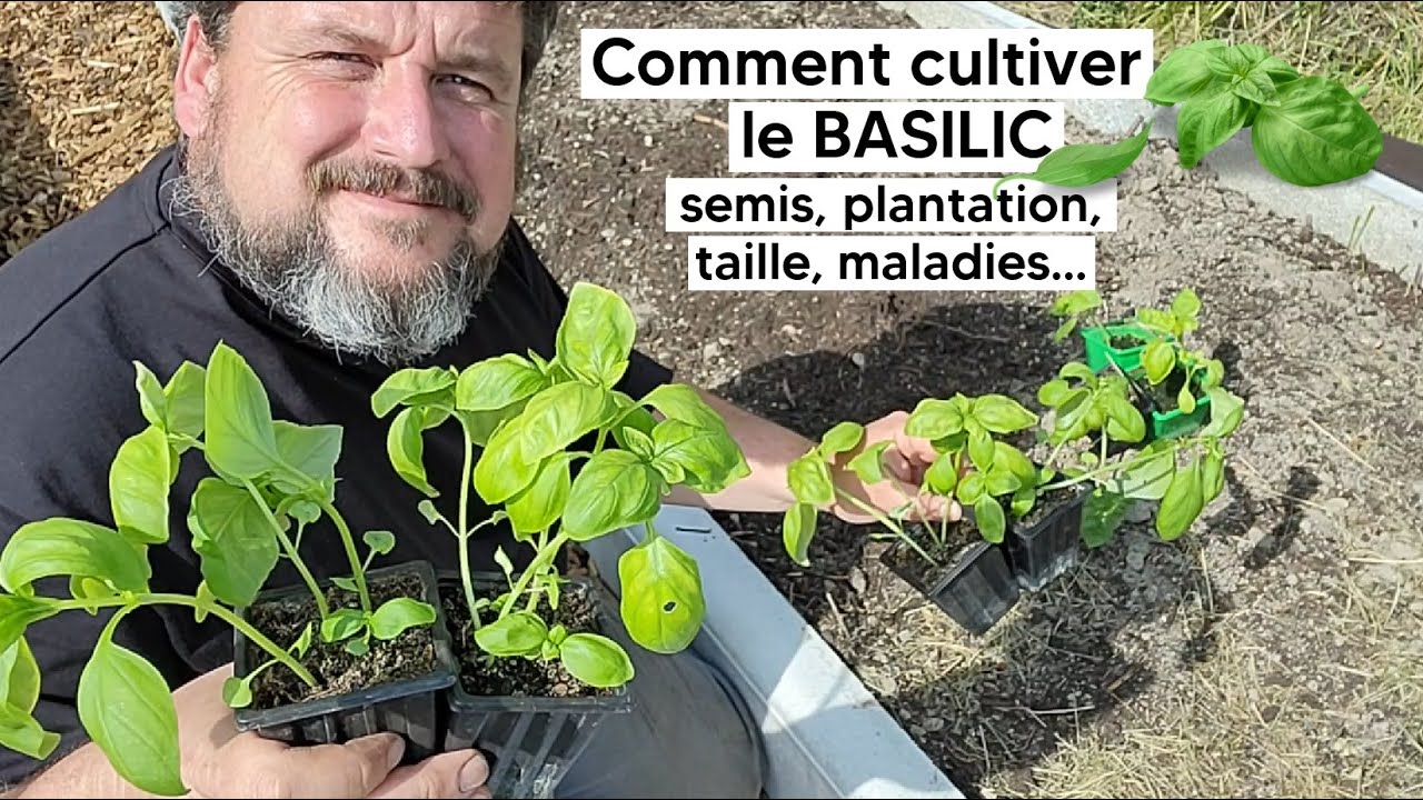Comment cultiver le BASILIC (semis, plantation, récolte...)『TUTO』