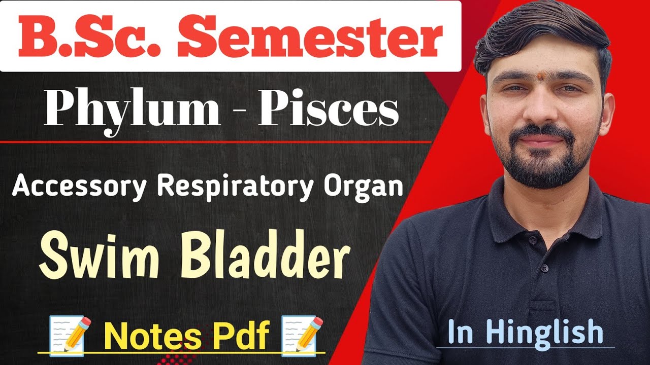 Swim Bladder In Fish | Accessory Respiratory Organ | BSc Semester | By Dadhich Sir