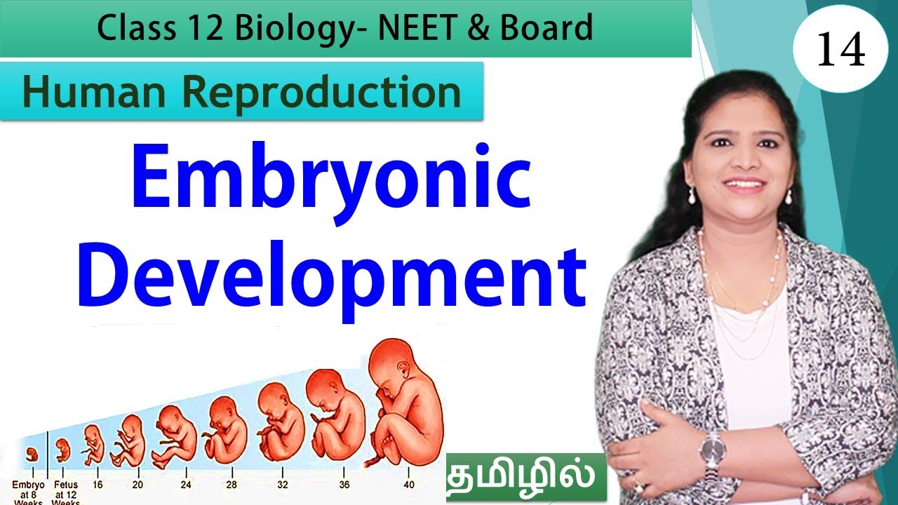 Gastrulation and Embryonic Development | Class 12 Biology (தமிழ்)