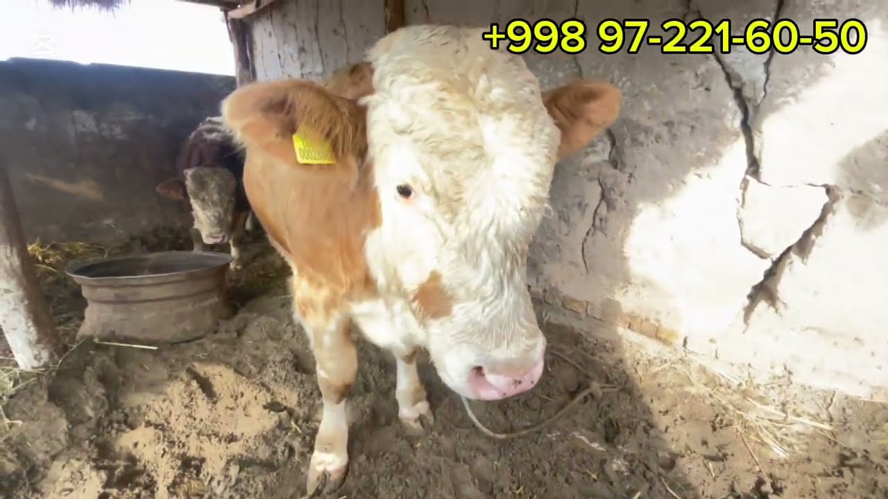 🐄🦬🤝16.01.2026.УЙДА БОКЛГАН СИМЕНТАЛ УНОЖИНЛАР ОКЧАЛАР СОТИЛАДИ 