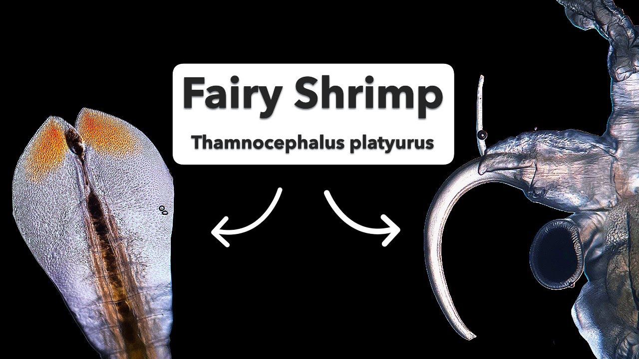 The Beavertail Fairy Shrimp (Thamnocephalus platyurus)