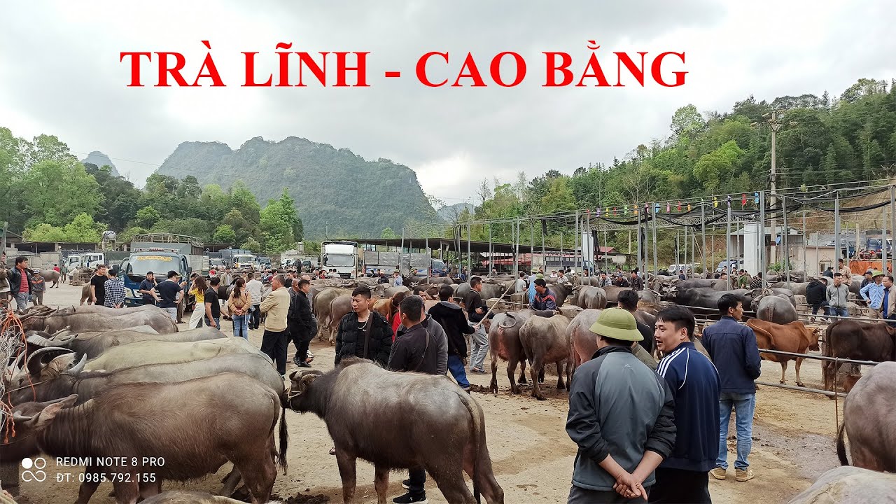 Khám Phá Chợ Trâu Trà Lĩnh Cao Bằng. Chợ Bán Nhiều Trâu Bò Nhất Cao Bằng. Chợ Trâu Trà Lĩnh
