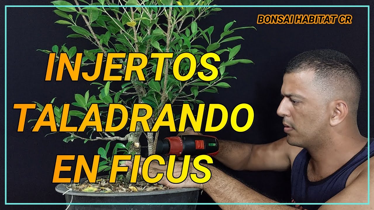 Injertos con Taladro en Ficus