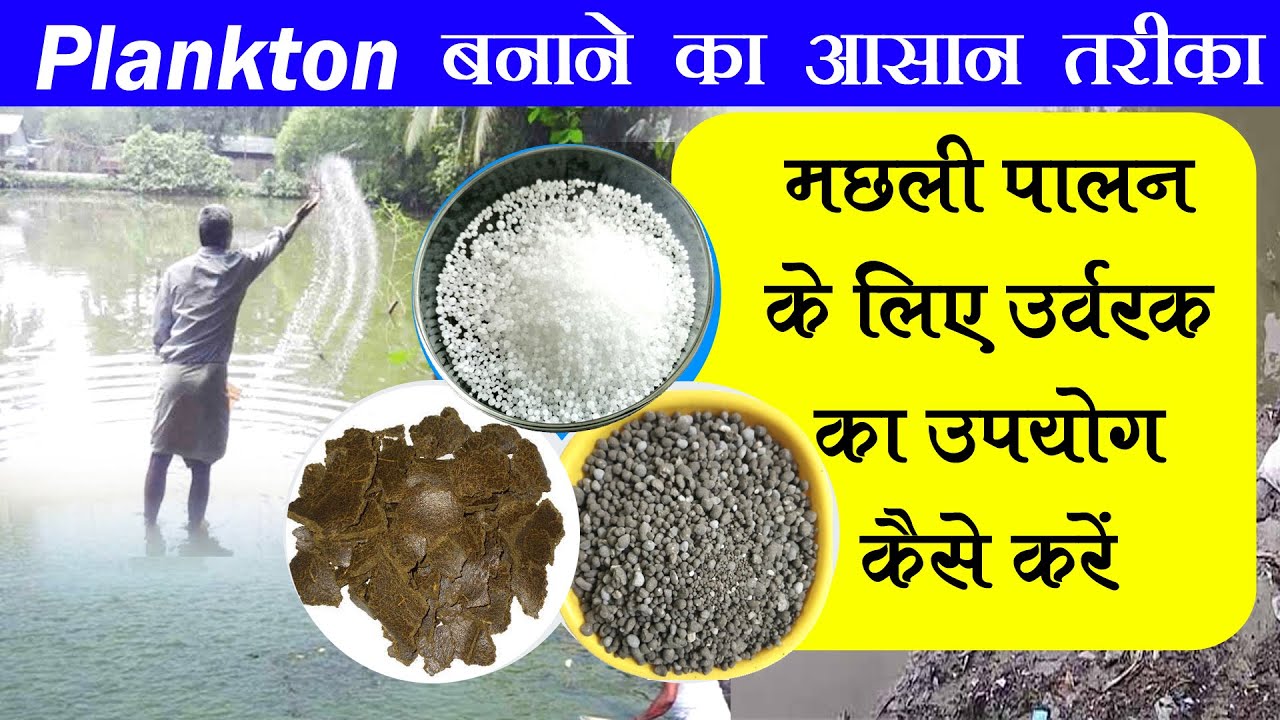 Plankton बनाने का आसान तरीका - How to use fertilizer for Fish Farming at Fish Pond