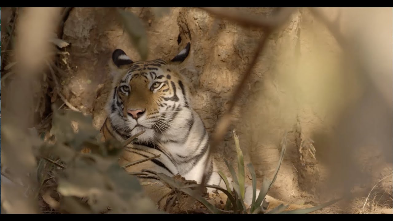 WORLD TIGER DAY/ Counting Tigers - OFFICIAL Trailer