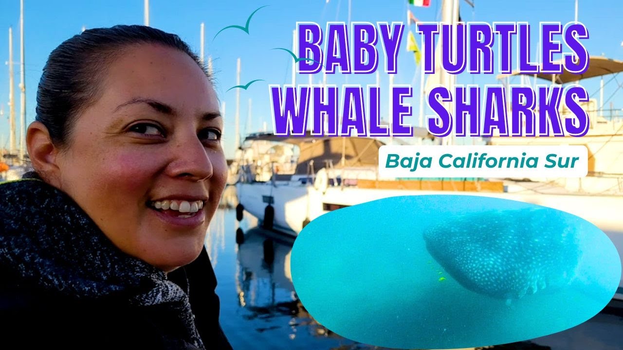 Adventures from Los Barriles | Exploring with Caravan Peeps #losbarriles #whalesharks #eltriunfo