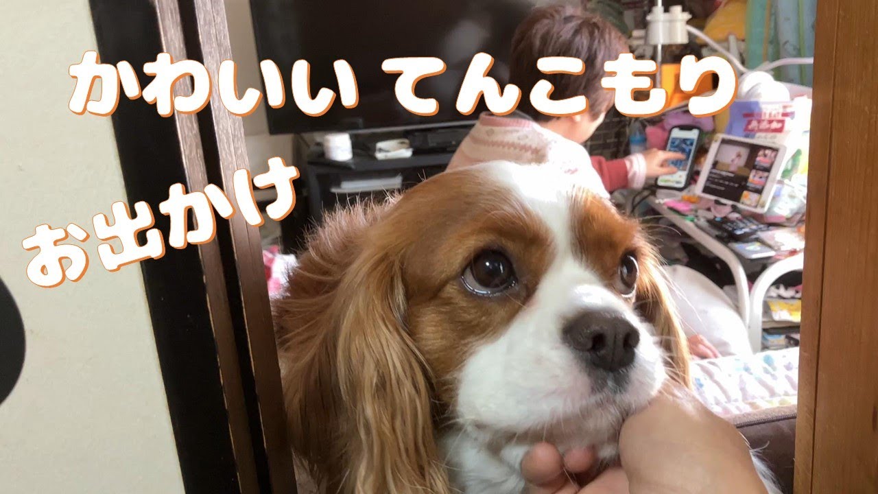 キャバリア犬　お出かけ　かわいい　てんこもり