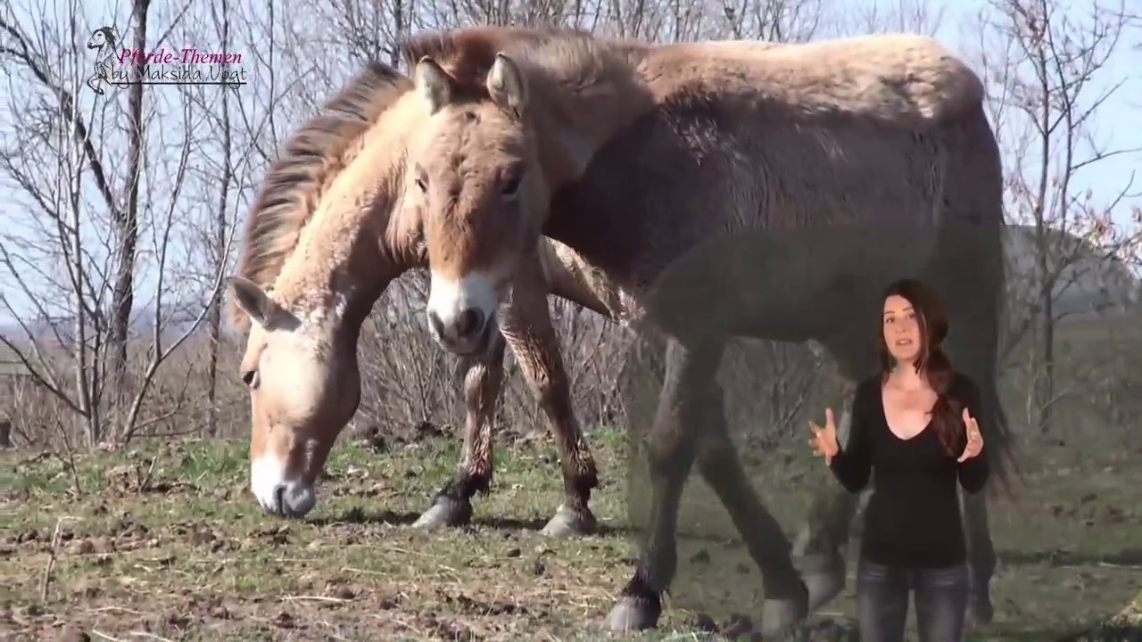 Hufrehe bei Wildpferden - Przewalski Teil II