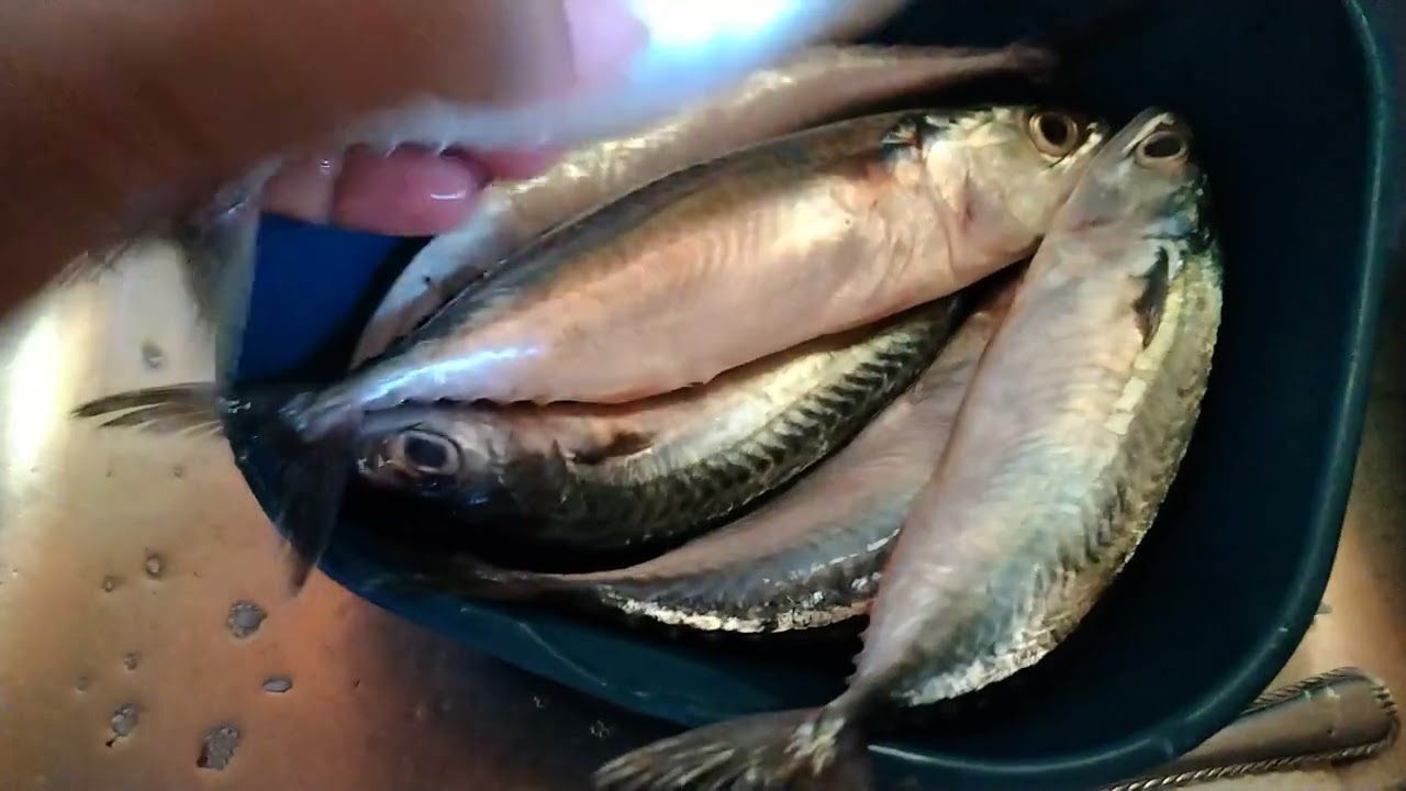 🌹 LET'S GO HOME BRING SOME FISH FROM MY GOOD NEIGHBORS AND FRIEND 🥰🌹