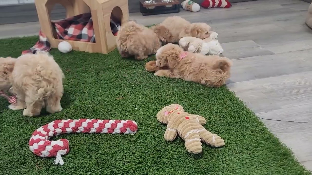 MALTIPOO PUPPIES PLAYING