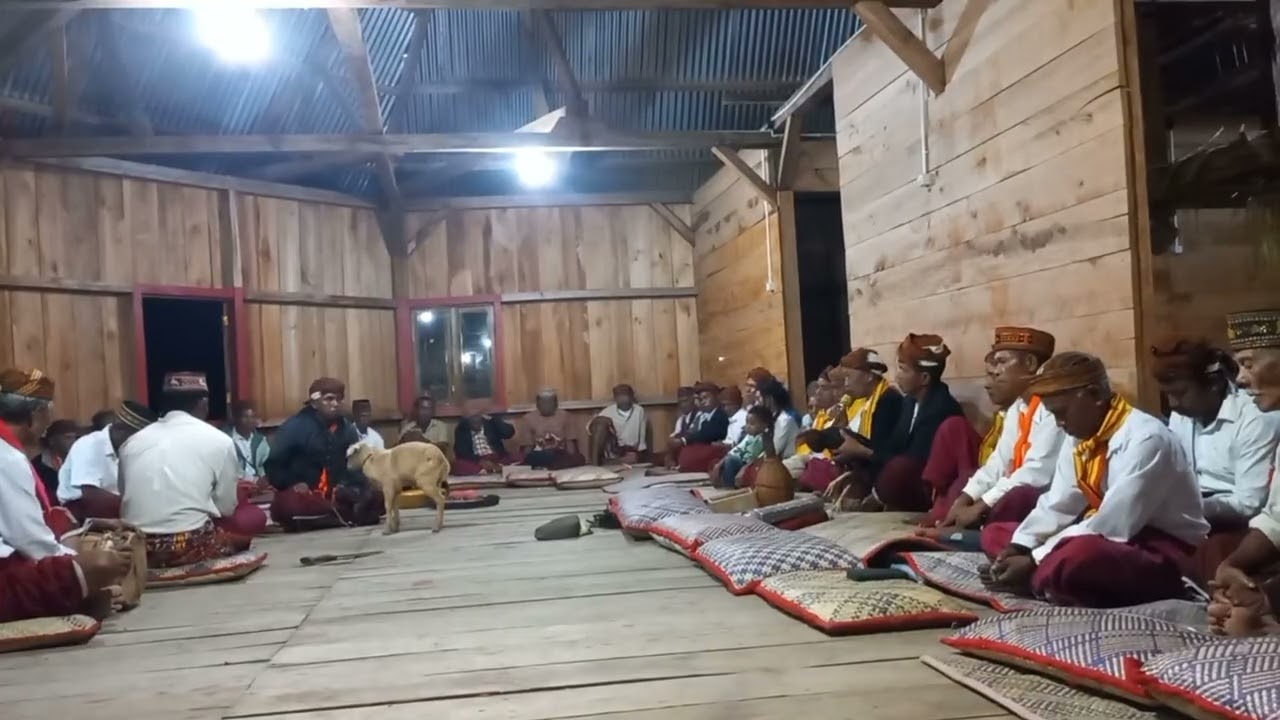 Tudak ela Ripit, mbe kondo,lalong bakok agu lalong cepang acara we'e mbaru gendang Lelit part 5