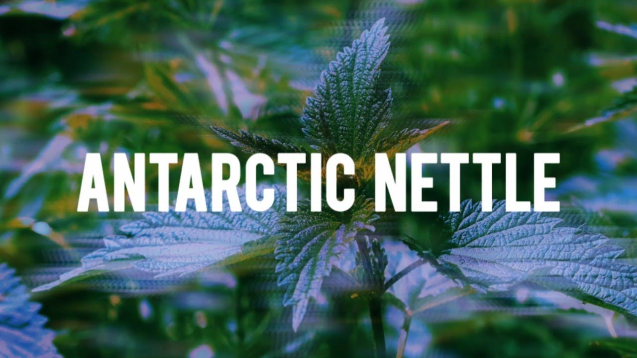 Deafslow - Antarctic Nettle (Official Lyric Video)