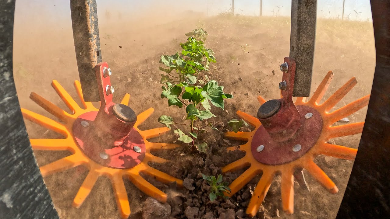 Organic Cotton Farmer Reveals The Key To Reducing Hand Hoeing On 3,600 Acres