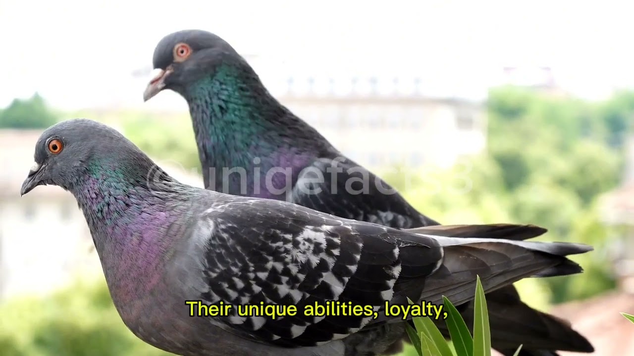 @uniqefacts3 the unique facts for pigeons 🕊️