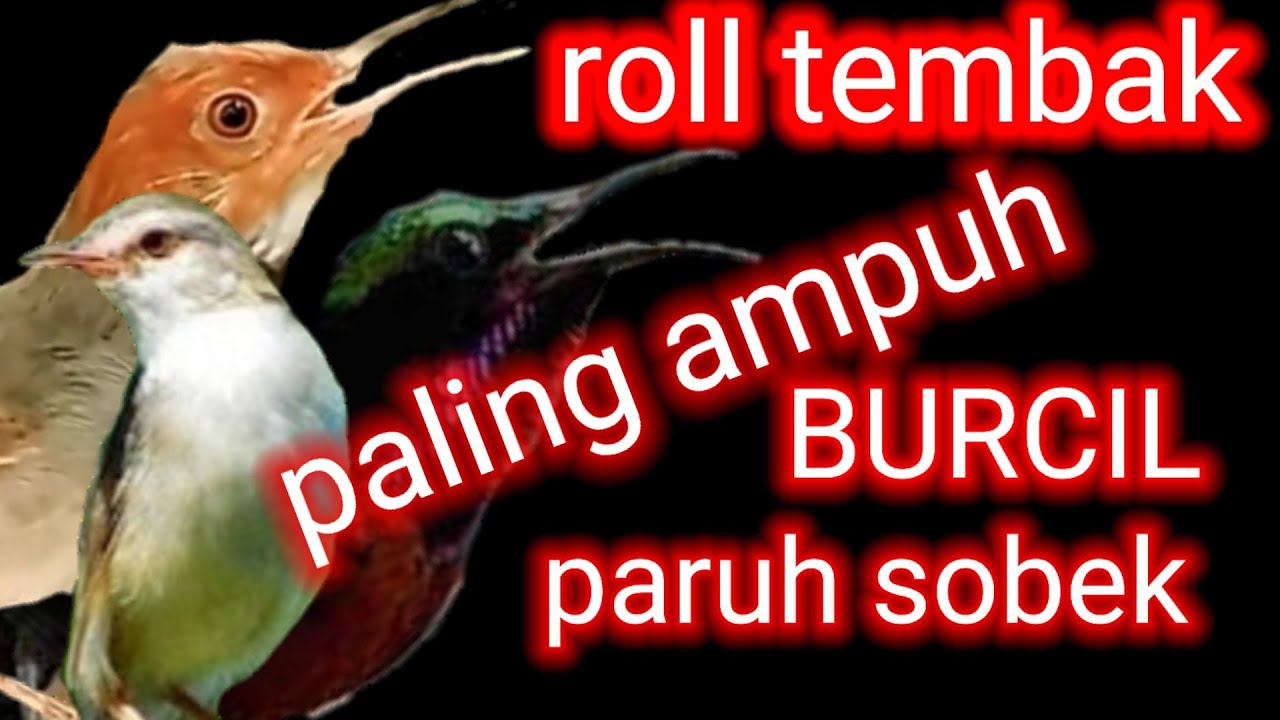 ROLL TEMBAK KASAR ||masteran burung kecil ||tembakan speed rapat