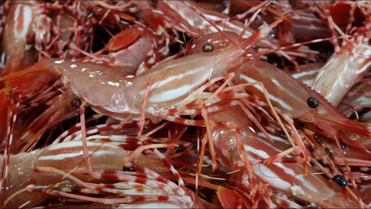 Commercial Prawn Fishing with Martin Seafoods