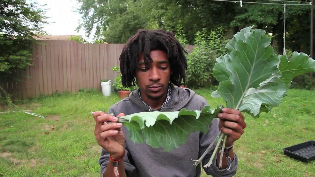 Rare Heirloom Carrots, Lettuce, Collards, & Mizuna greens