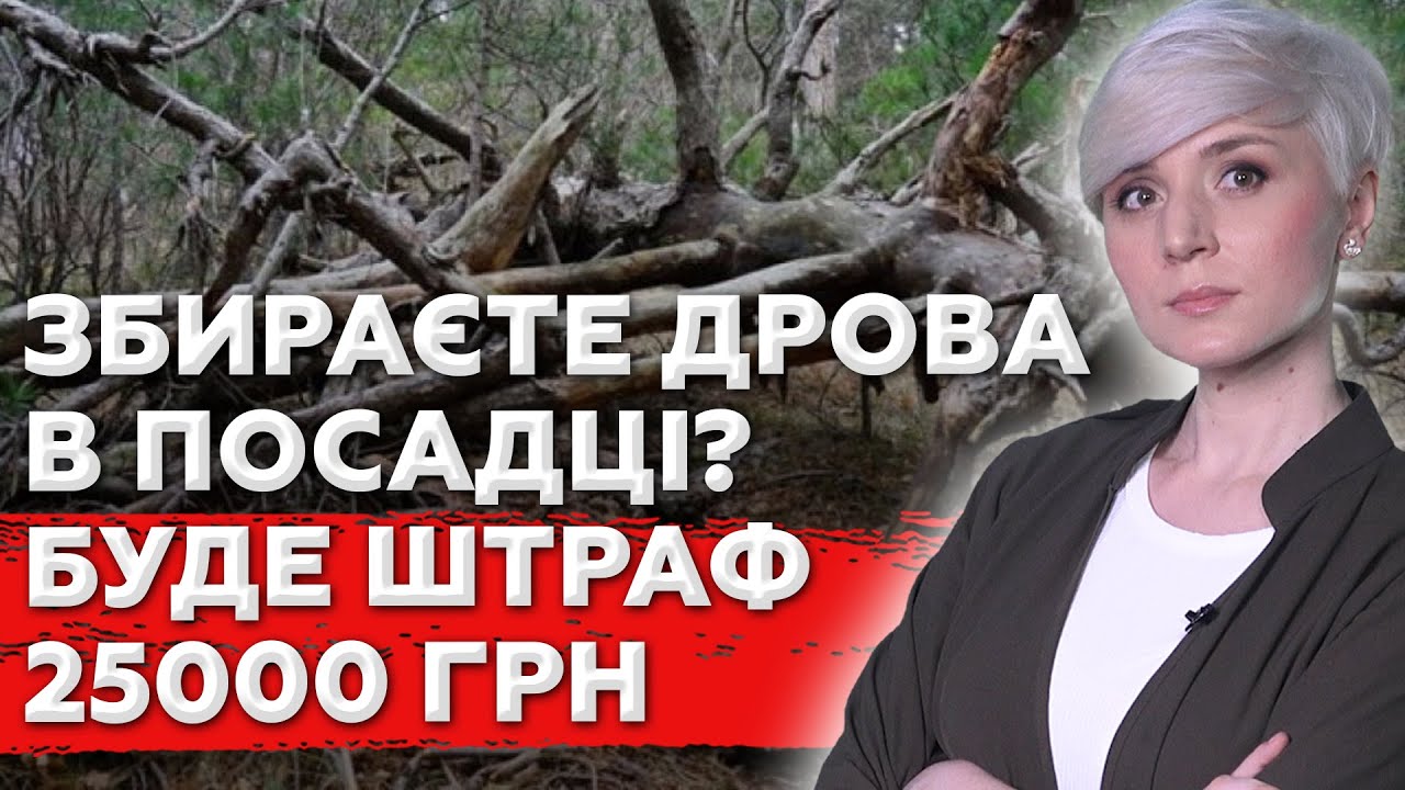Зимова облава на дрова: Хочеш збирати гілляки в лісі – Треба мати квиток