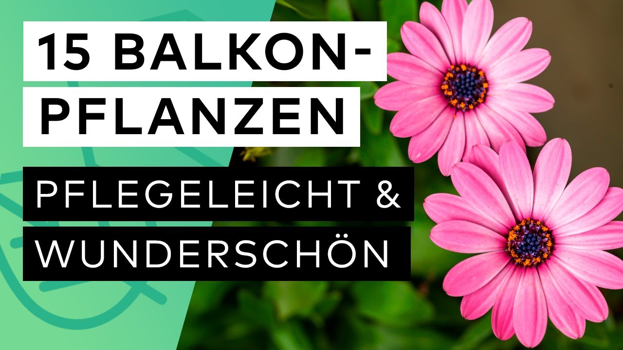 15 Balkonpflanzen 🌸  SONNIGER STANDORT & PFLEGELEICHT ☀️ ✅