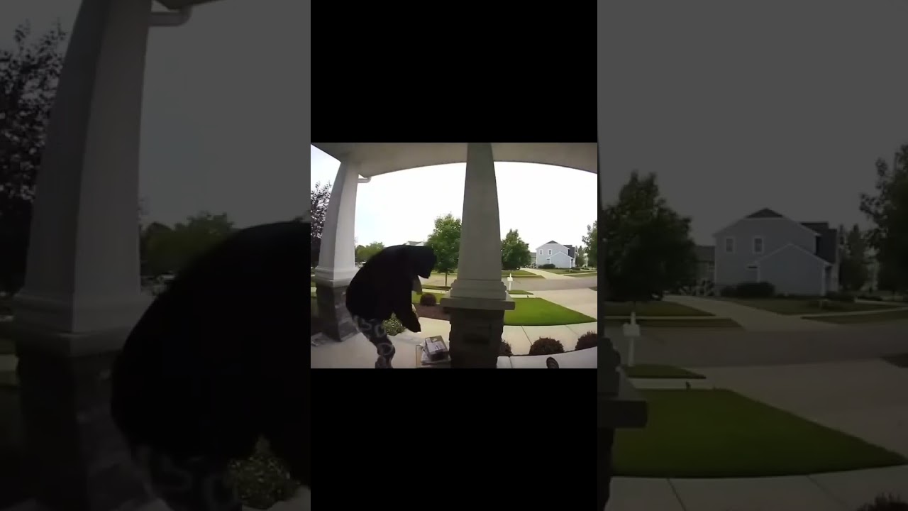 Package Thief Gets Instant Karma 