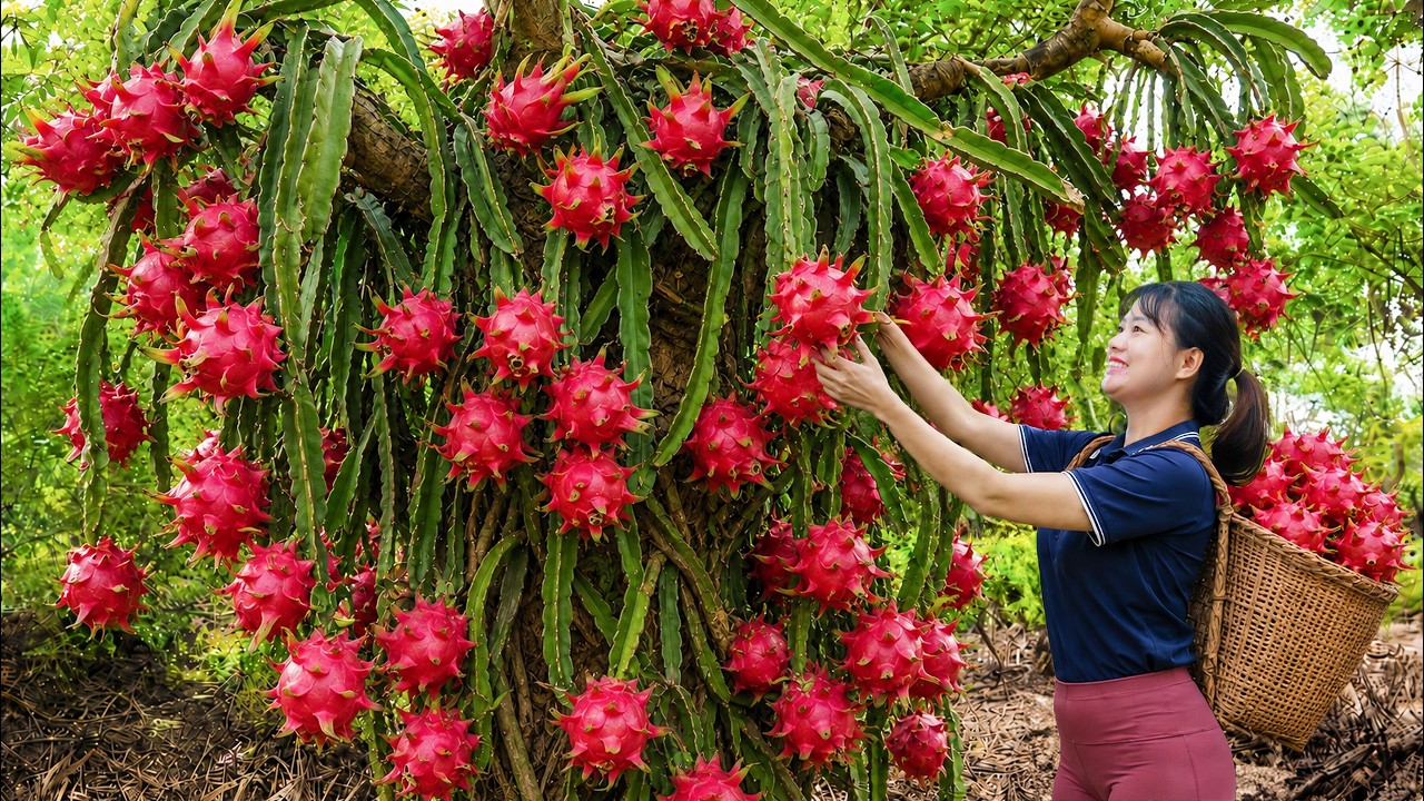 Harvesting Giant Red-Fleshed Dragon Fruit to Sell | Rare Tropical Fruit Brings a High Price