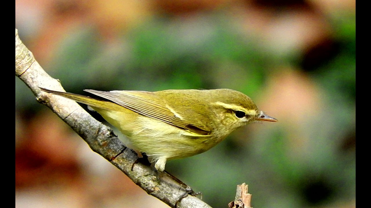 Phylloscopus trochiloides